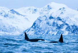 Two orcas in Arctic Norway with Valiente