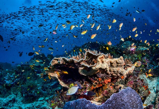 Underwater Ocean, Pacific Coral Reef snorkelling
