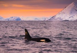Valiente Orca whale wildlife in northern Norway sunset