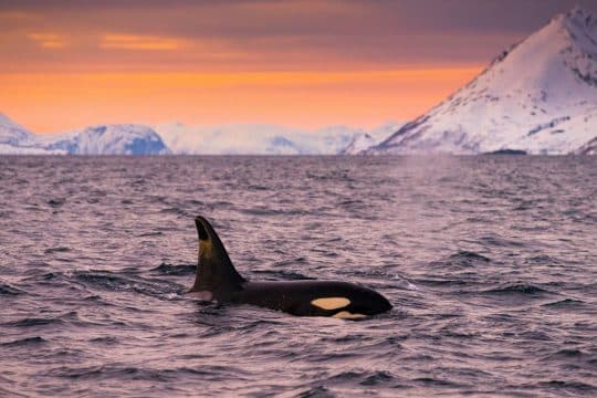 Valiente Orca whale wildlife in northern Norway sunset