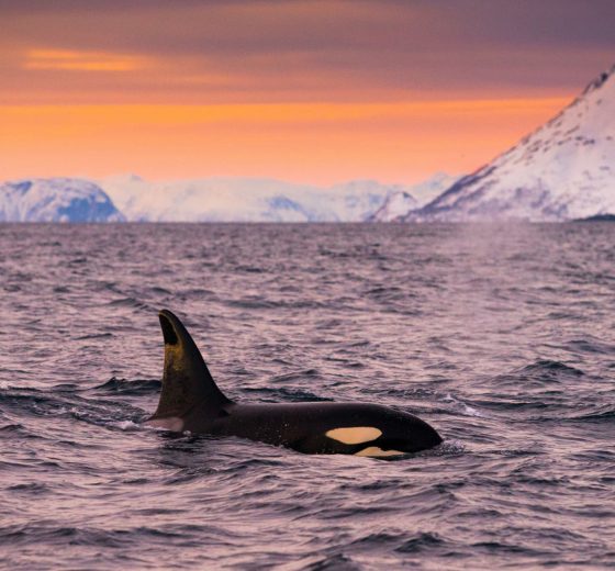 Valiente Orca whale wildlife in northern Norway sunset