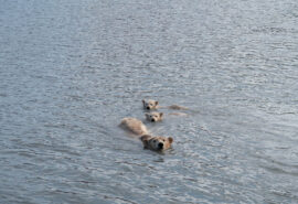 Valiente Polar Bears