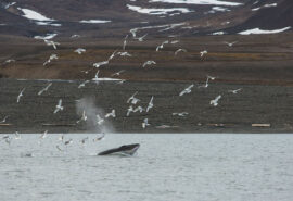Valiente Whales Svalbard