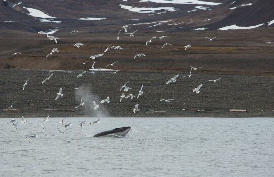 Valiente Whales Svalbard
