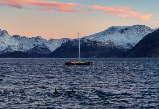 Valiente yacht whale watching in Northern norway tromso arctic circle wildlife