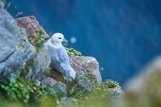 View of Fulmar nesting Hornbjarg Iceland Tecla wildlife