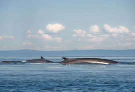 WILDLIFE Minke Whale
