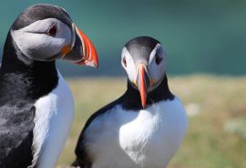 WILDLIFE Puffins scotland