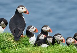 WILDLIFE Puffins Scotland