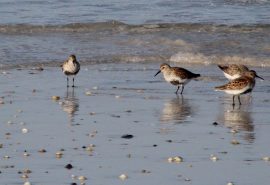 WILDLIFE scottish Sandpiper