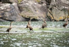 WILDLIFE scottish comorant