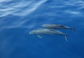 WILDLIFE scottish dolphins