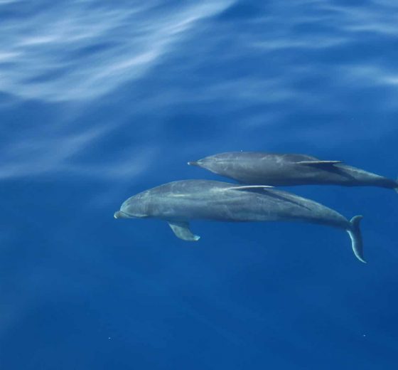 WILDLIFE scottish dolphins