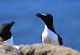 WILDLIFE scottish razorbill