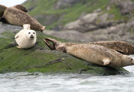WILDLIFE scottish seals