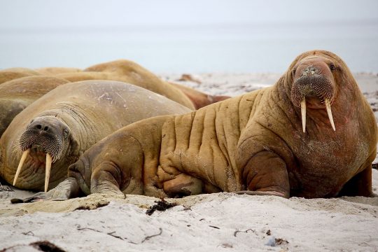Walrus Arctic