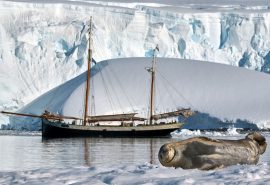 Weddel seal with Tecla in Antarctica wildlife