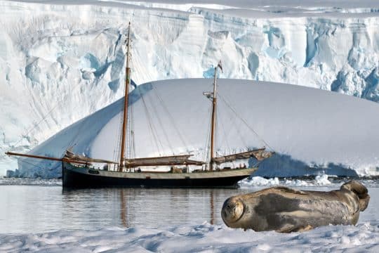 Weddel seal with Tecla in Antarctica wildlife