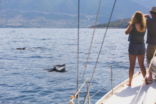 Zorba dolphins
