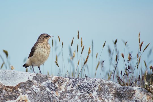 bird on north uist, outer Hebrides, Scotland