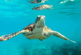 Caribbean sea turtle