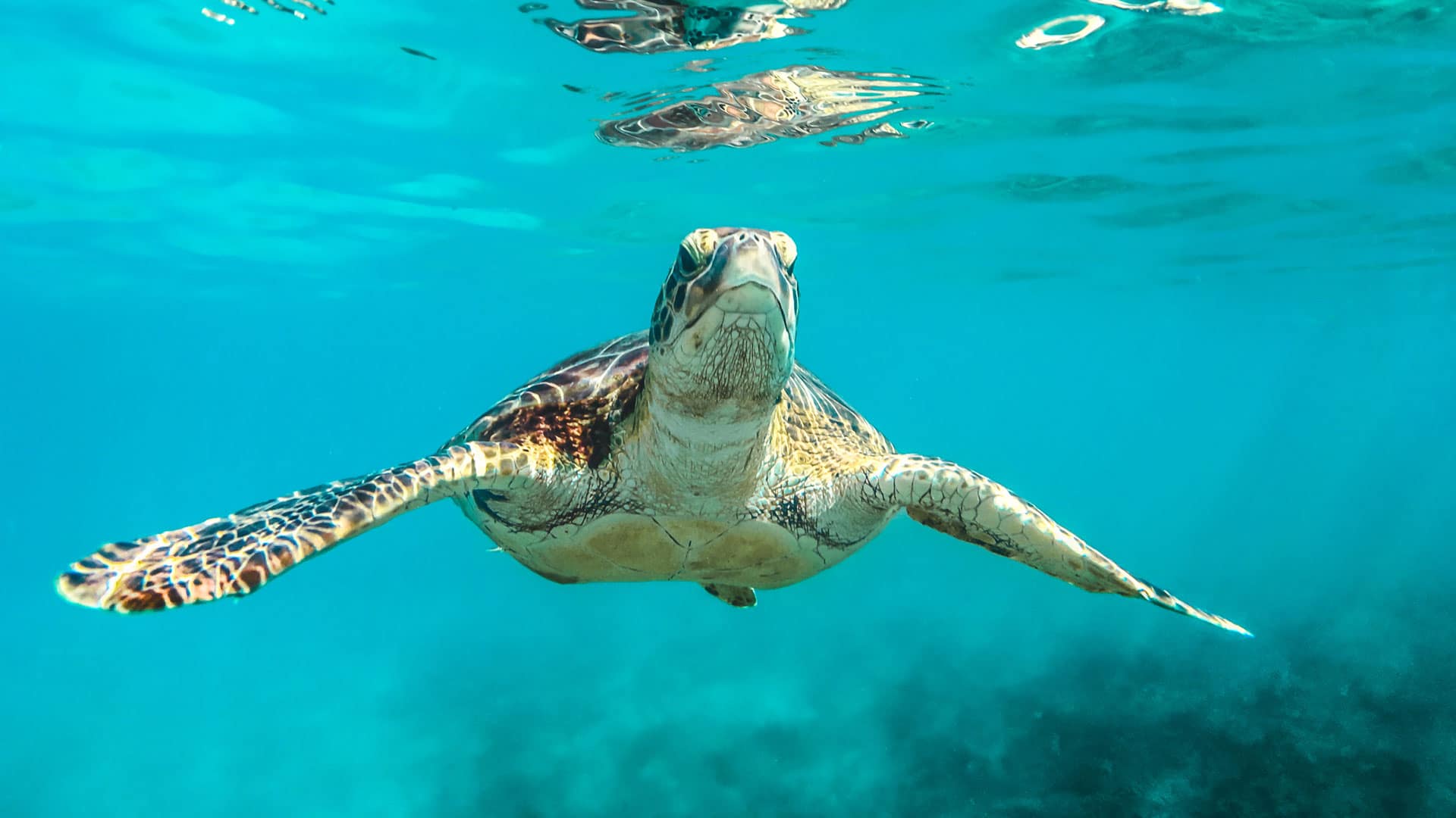 Caribbean sea turtle