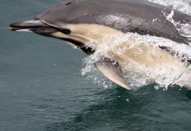 Head of a common dolphin