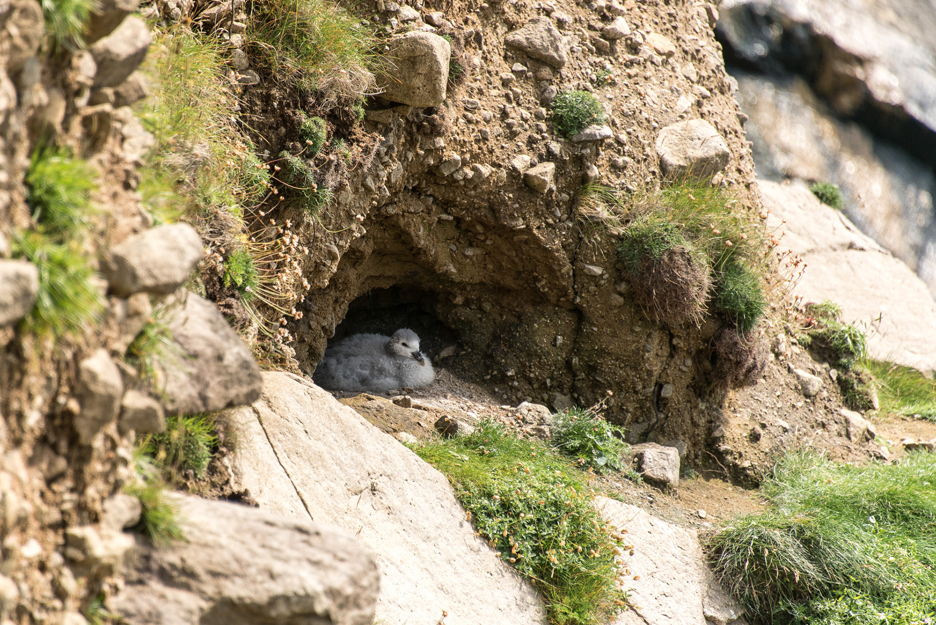 Nesting seabird in the Scottish cliffs