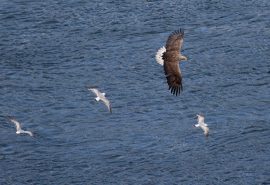 scotland wildlife sea eagle