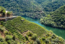 vineyard at Ribeira Sacra, Rias Baixas, Spain